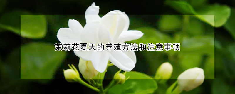 茉莉花夏天的养殖方法和注意事项