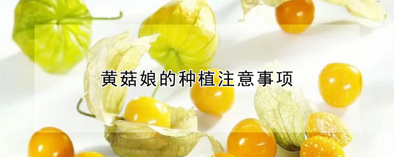 黄菇娘的种植注意事项