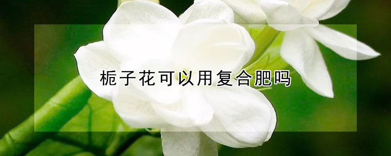 栀子花可以用复合肥吗