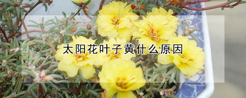 太阳花叶子黄什么原因