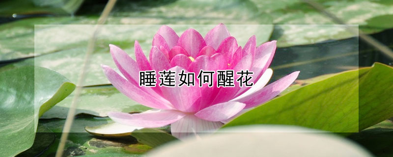 睡莲如何醒花