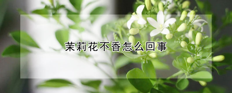 茉莉花不香怎么回事