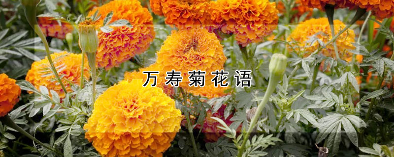 万寿菊花语