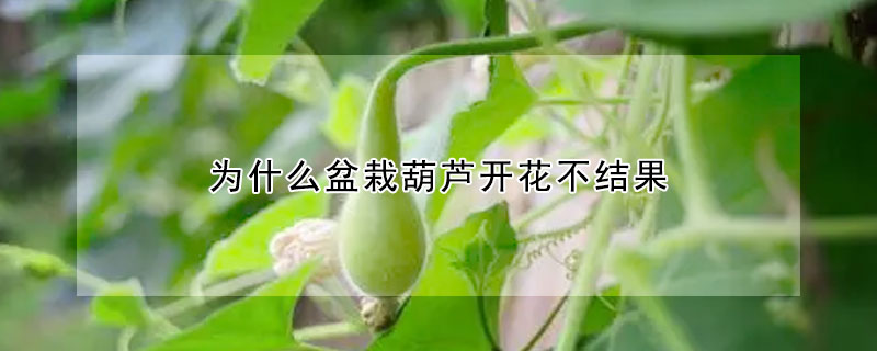 为什么盆栽葫芦开花不结果