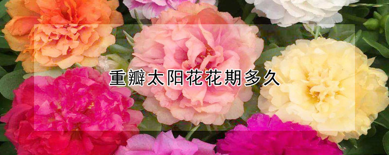 重瓣太阳花花期多久