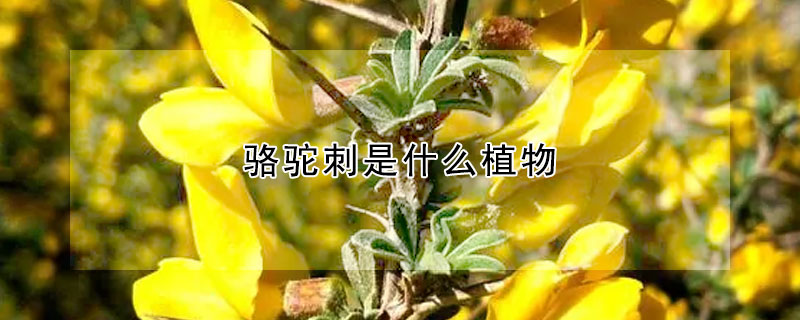 骆驼刺是什么植物