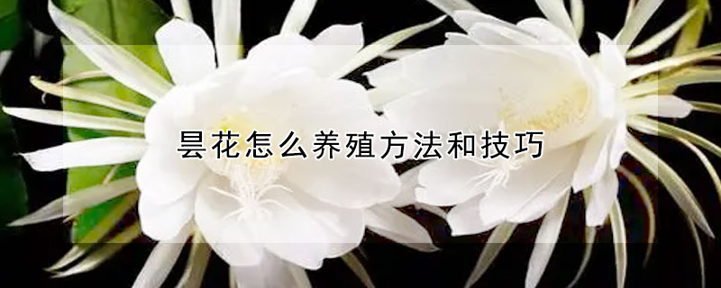 昙花怎么养殖方法和技巧