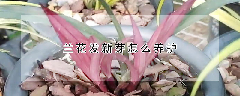 兰花发新芽怎么养护