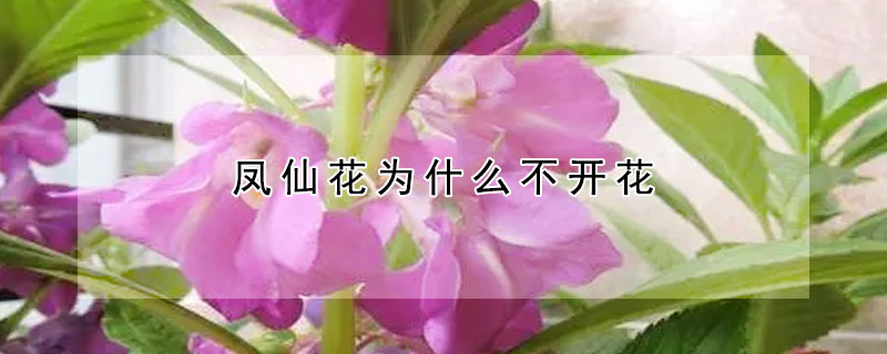 凤仙花为什么不开花