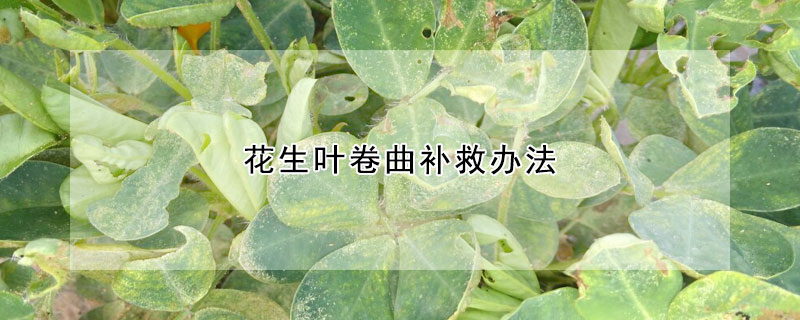 花生叶卷曲补救办法