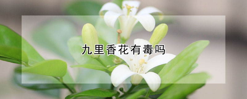 九里香花有毒吗