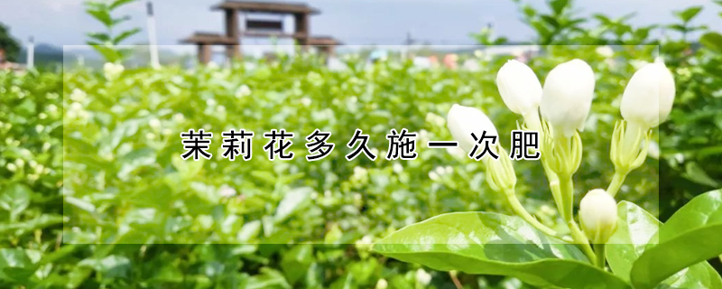 茉莉花多久施一次肥