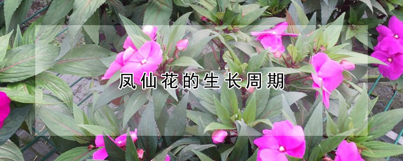 凤仙花的生长周期