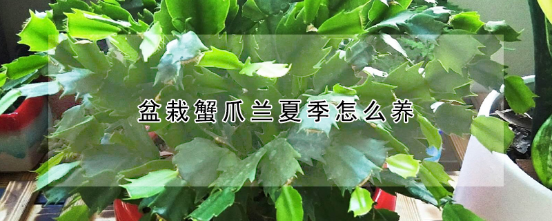 盆栽蟹爪兰夏季怎么养