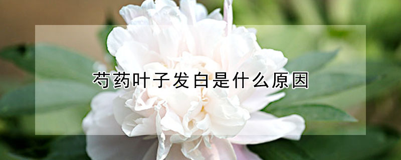 芍药叶子发白是什么原因