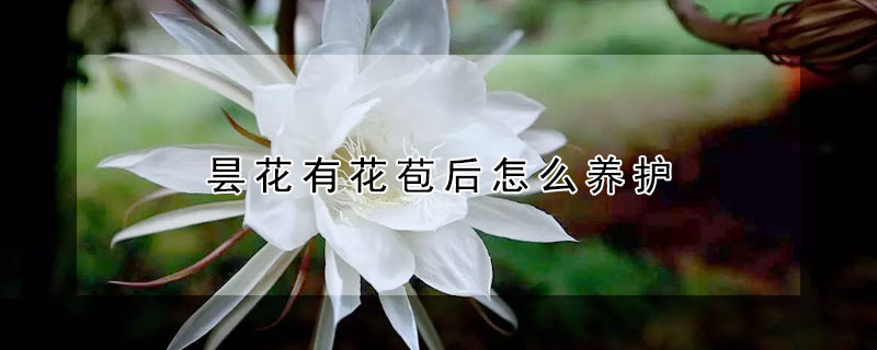 昙花有花苞后怎么养护