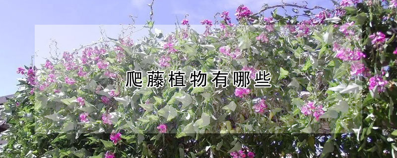 爬藤植物有哪些 发财农业网