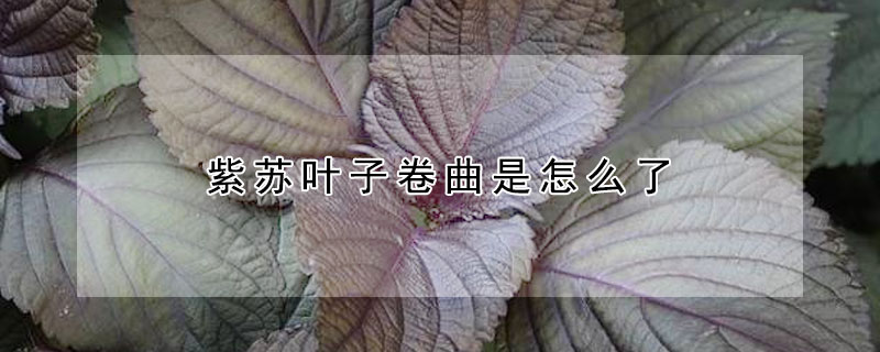 紫苏叶子卷曲是怎么了