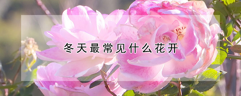 冬天最常见什么花开