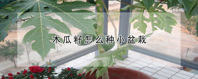 木瓜籽怎么种小盆栽