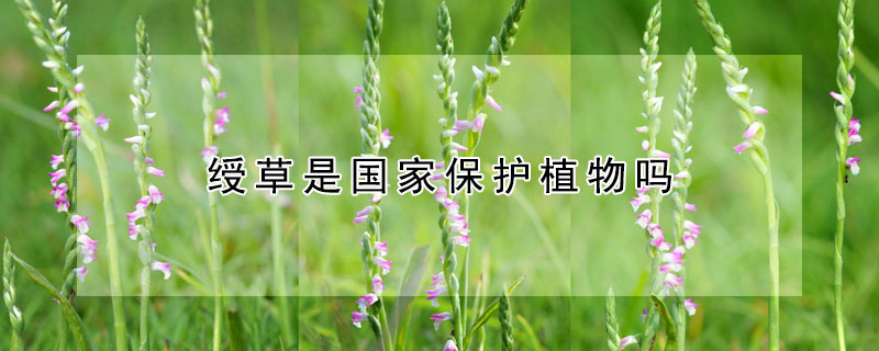 绶草是国家保护植物吗