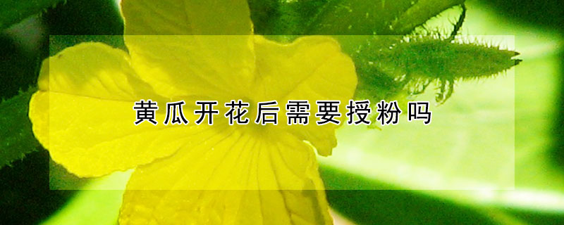 黄瓜开花后需要授粉吗