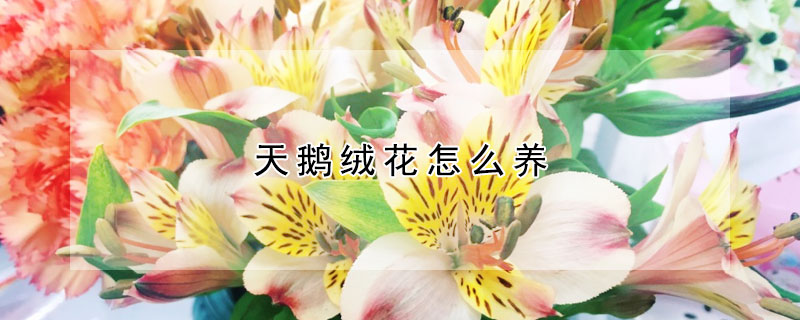 天鹅绒花怎么养