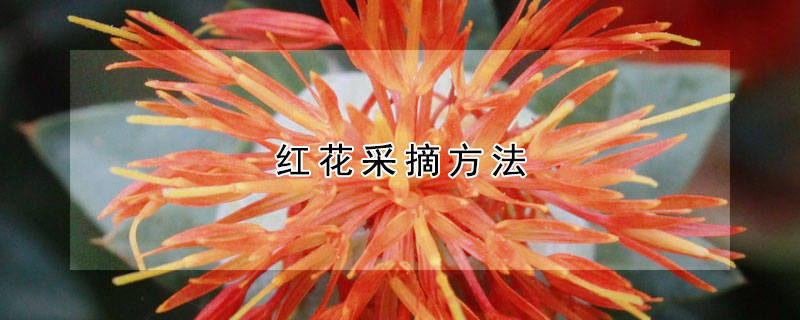 红花采摘方法