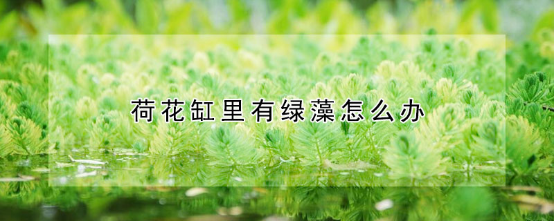 荷花缸里有绿藻怎么办