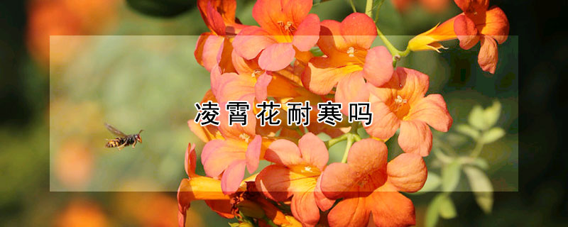 凌霄花耐寒吗