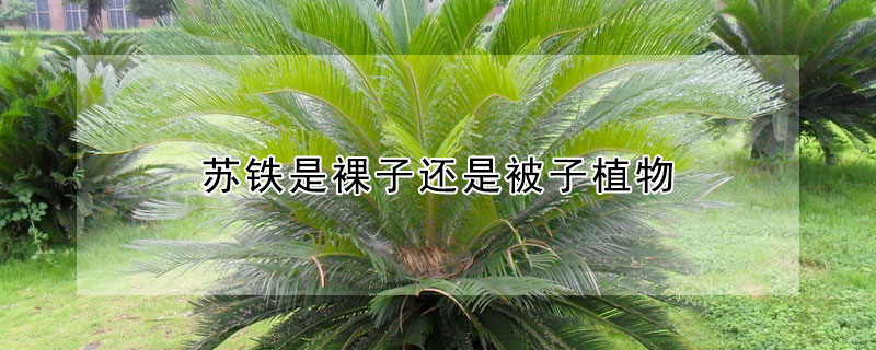 苏铁是裸子还是被子植物