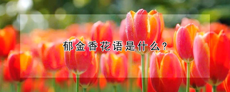 郁金香花语是什么?