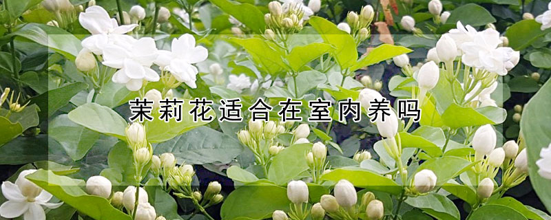 茉莉花适合在室内养吗