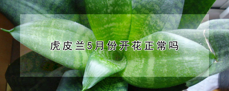 虎皮兰5月份开花正常吗