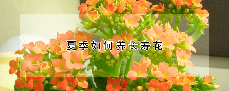 夏季如何养长寿花