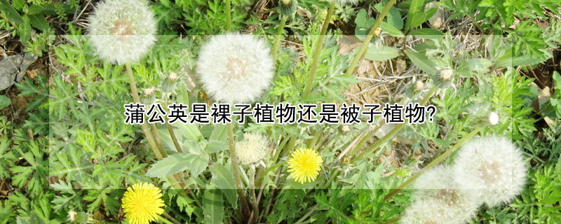 蒲公英是裸子植物还是被子植物?