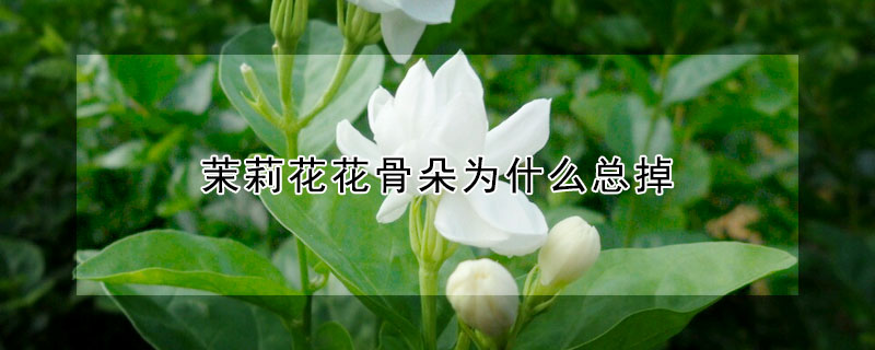 茉莉花花骨朵为什么总掉