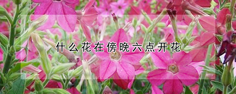 什么花在傍晚六点开花