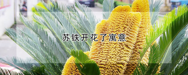 苏铁开花了寓意