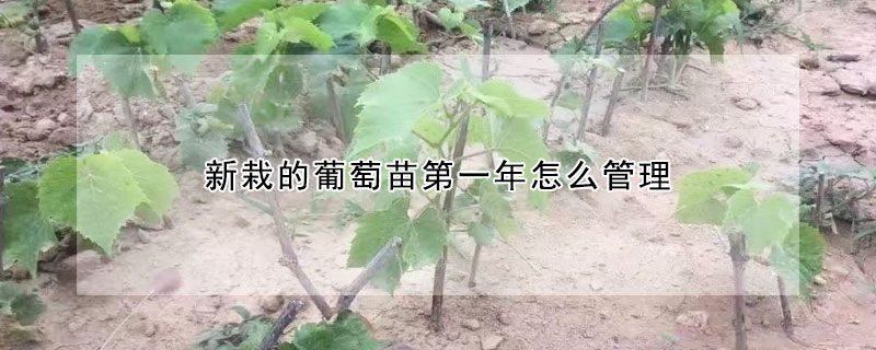 新栽的葡萄苗第一年怎么管理