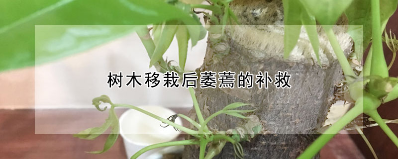 树木移栽后萎蔫的补救