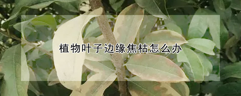 植物叶子边缘焦枯怎么办