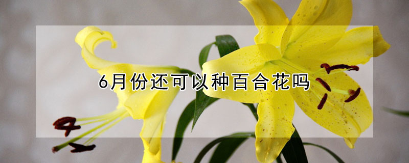 6月份还可以种百合花吗