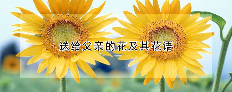 送给父亲的花及其花语