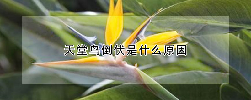 天堂鸟倒伏是什么原因