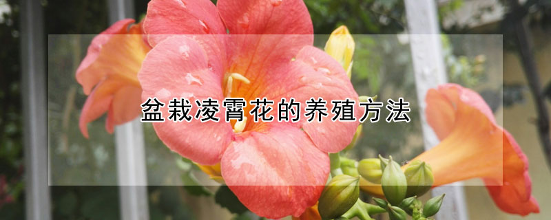 盆栽凌霄花的养殖方法