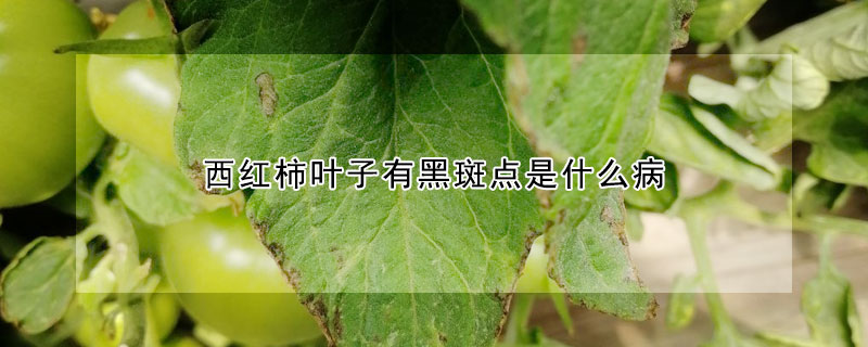 西红柿叶子有黑斑点是什么病