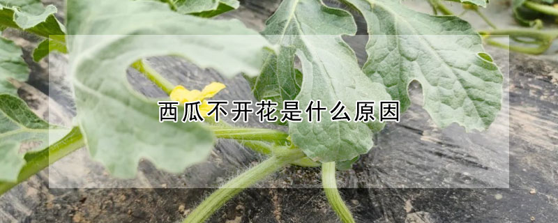 西瓜不开花是什么原因