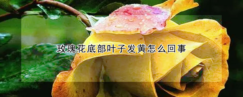 玫瑰花底部叶子发黄怎么回事