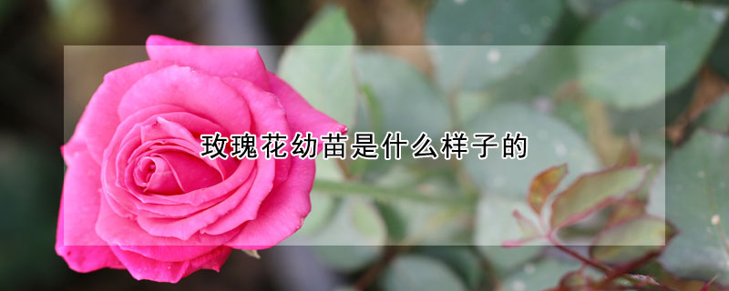 玫瑰花幼苗是什么样子的